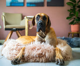 The Irish Woollen Workshop - Pet Beds