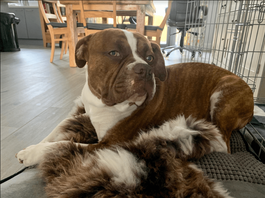 Dog Bed