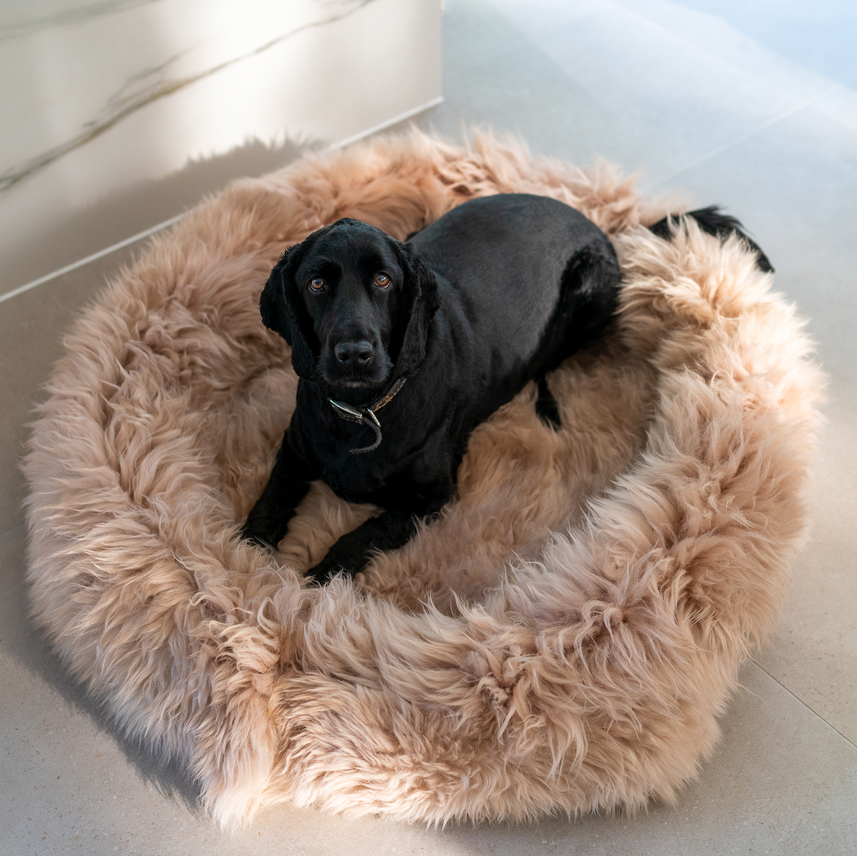 Irish Sheep Wool Pet Bed -Cappuccino The Irish Woollen Workshop