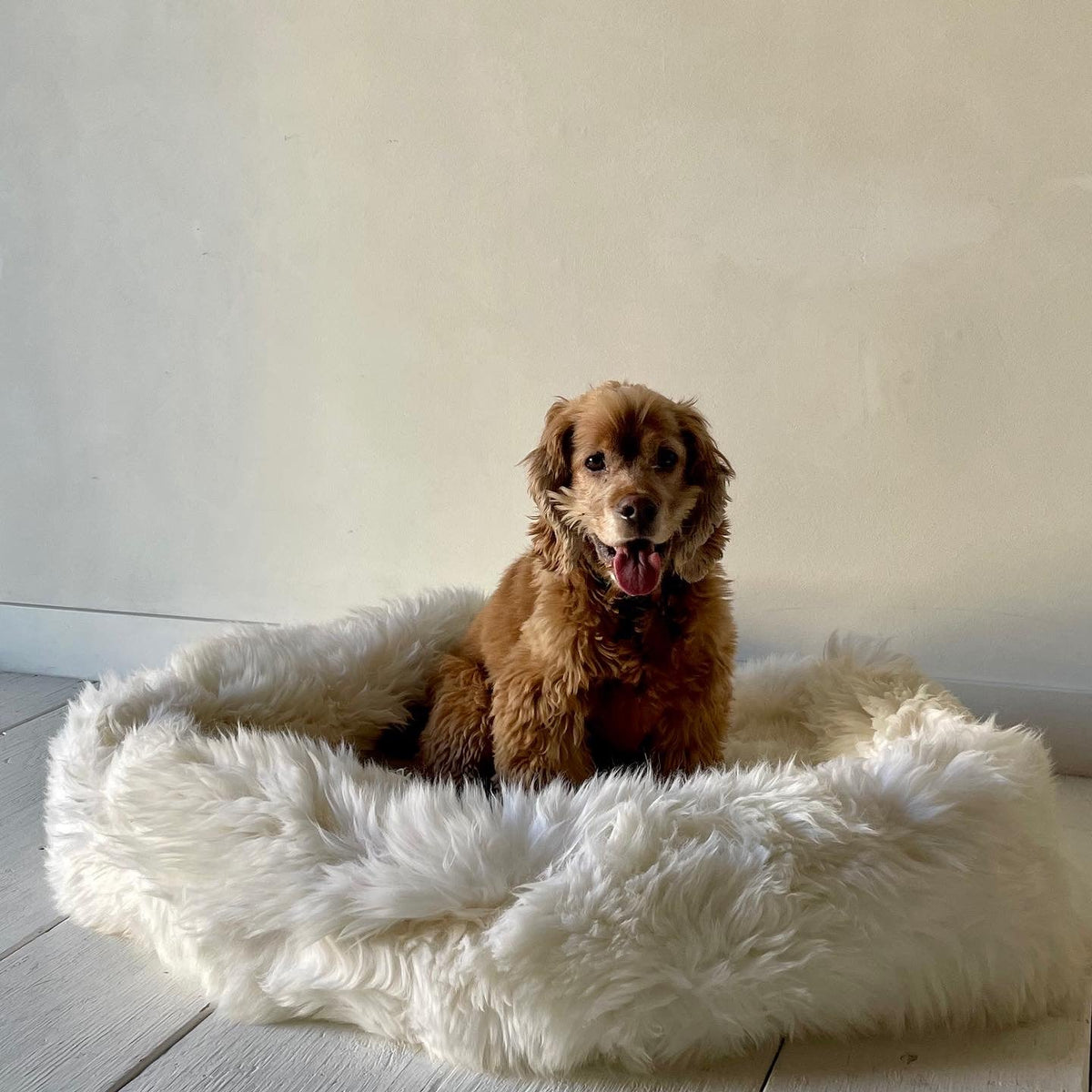Irish Sheep Wool Pet Bed - White The Irish Woollen Workshop